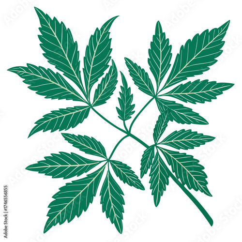 Green hemp leaf illustration for design