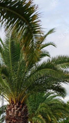 Palm leaves swaying slowly in wind. Coconut palm against summer sky. Travel and summer vacation concept. Vertical