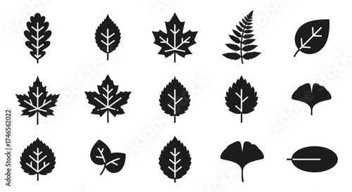 Collection of diverse leaf silhouettes leaves nature