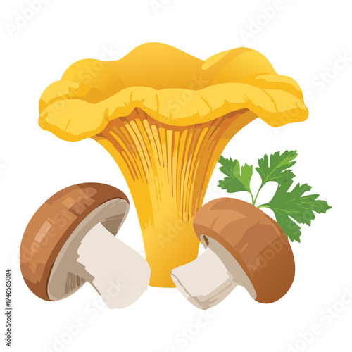 A Single Golden Chanterelle Mushroom with Parsley Plants