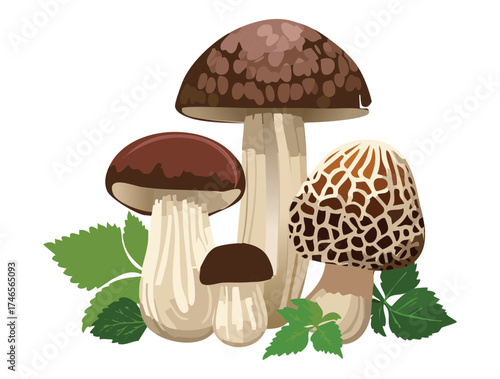 Wild Morel and Dark Brown Portobello Mushrooms Growing Near Wild Plants on Ground