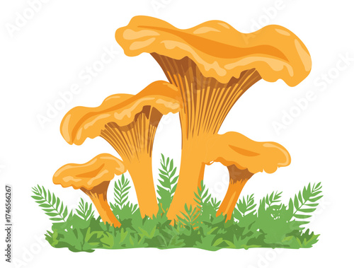 Collection of Yellow Golden Chanterelle Mushroom Plants Ready for Harvest