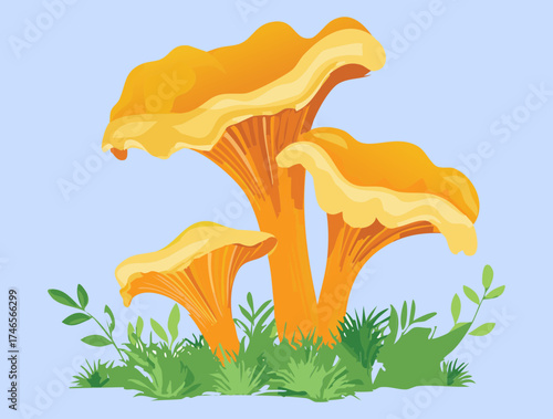 Beautiful Yellow Chanterelle Mushroom Plants Growing Wild in a Sunny Forest Glade