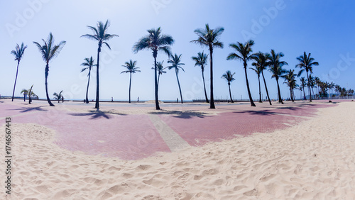 Beach Palm Trees Promenade Silhouette Landscape