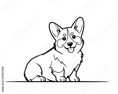 black and white corgi dog	