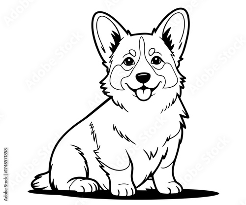 black and white corgi dog	