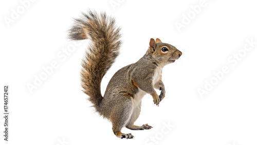 Billede på lærred isolated on transparent background