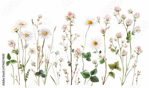 Watercolor wildflowers chamomile. Wild white chamomile flowers with other flowers and herbs. romantic floral borders in rustic style. Wild white flowers and herbs.