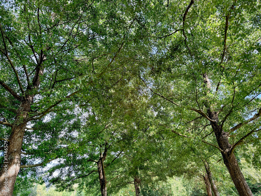 Fototapeta premium Beautiful tree with green leaves growing under blue sky, bottom view