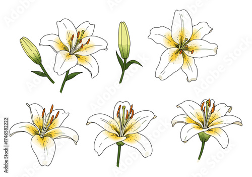 Stargazer Lily Bloom Petal Set - Vector Floral Design
