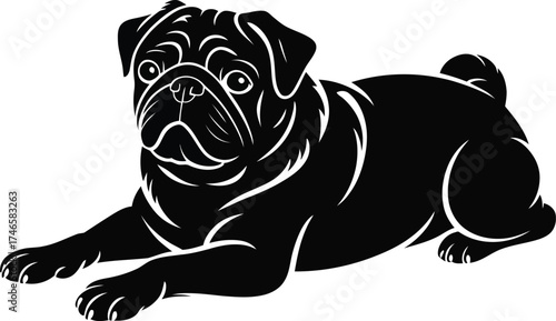 Black pug dog lying down on white background puppy