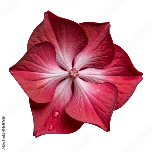 red Hydrangea flower isolated on white background 