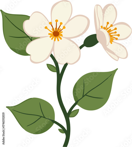 Minimalist Jasmine Flower Vector – Elegant White Blossoms and Green Leaves, Flat Botanical Clipart