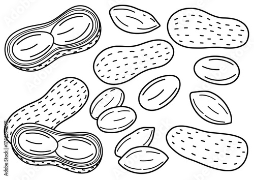 Doodle peanuts collection in outline. Black and white healthy food set with nuts. Peeled and unpeeled peanuts. Vector illustration