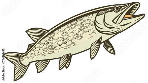 Vintage Illustration of a Fish Aquatic Animal Design Seafood Graphic Retro Style Fishing Image.