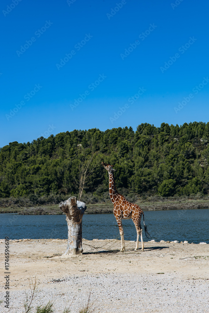 Obraz premium Giraffe eating from tree near a lake with forest in the background. Wildlife scene in naturalistic safari environment on a sunny day
