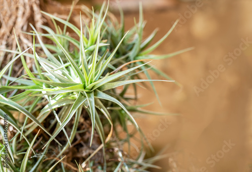 Close-up of green tillandsia air plant with soft natural light.
