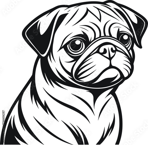 Pug dog head and shoulders portrait on white background
