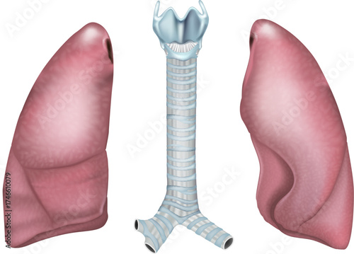Respiratory system anatomy showing trachea and lungs. Medical diagram of trachea and lungs structure