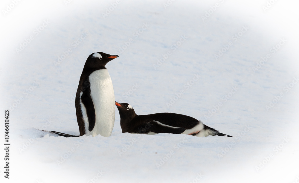 Fototapeta premium Two gentoo penguins on the snow in Antarctica