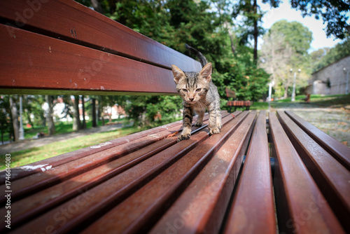An adorable small wild street cat - kitten found in a park in Istanbul - Wild cats are common in meditarranean countries like Turkey and Greece