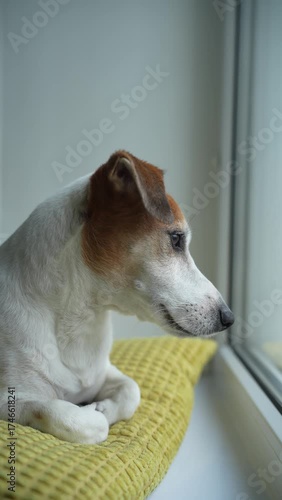 Jack russell sitting on window and wait owner. Vertical video.