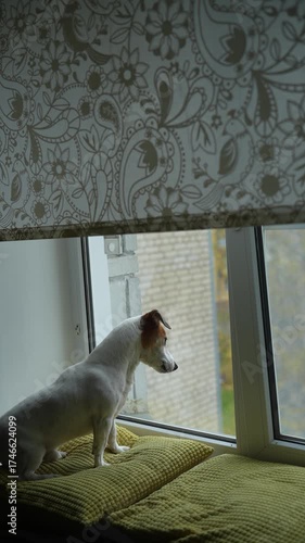 Angry dog in an window, howling, guarding and barking at what they see outside. Vertical video.