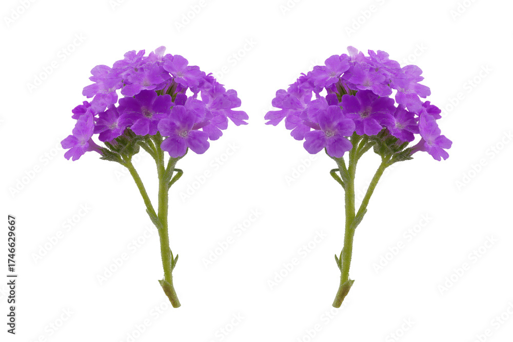 Naklejka premium Two vibrant purple flowers. Isolated on transparent background, png