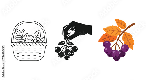Hand Picking Berries from a Branch with Basket and Berries