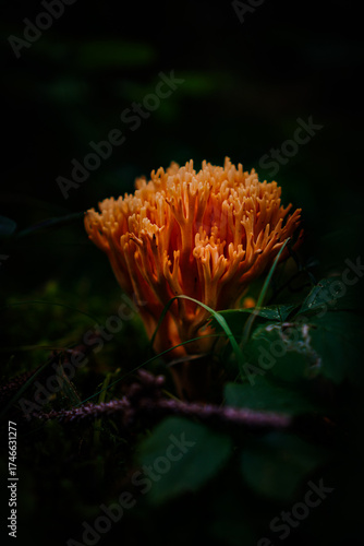 mushroom in the forest