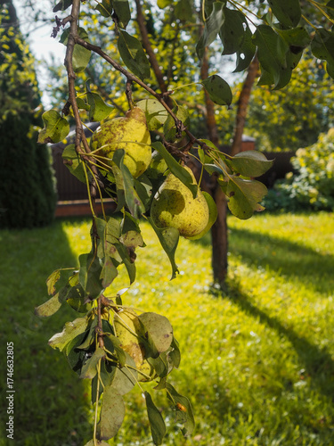 Ripe pears on a branch on a sunny day.