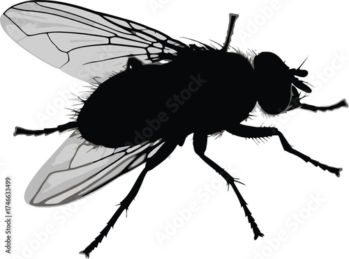 Silhouette of a fly isolated on white background, showcasing its delicate wings, hairy body, and intricate legs, a common insect found in various environments
