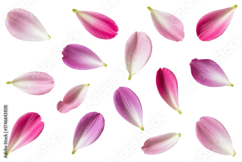 Scattered pink and magenta flower petals drift gracefully against a bright white background.