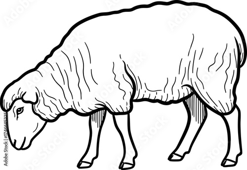 Black outline sheep, lamb, or ewe with furry coat stands on four legs, livestock, farm animal. Simple drawing or coloring book concept. Vector illustration