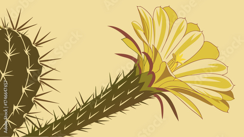 Cactus Flower Detail.