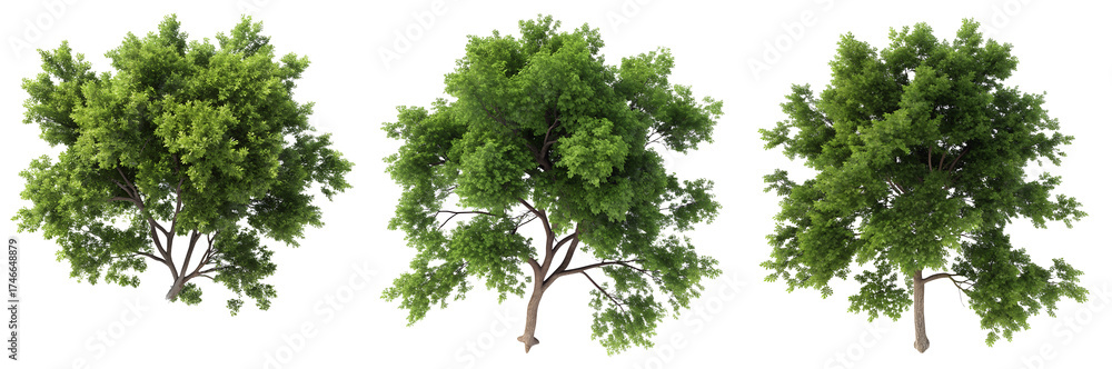 Fototapeta premium Three views of a vibrant green tree with abundant leaves stand against a bright background. The trees reflect healthy growth and vitality in a natural landscape.