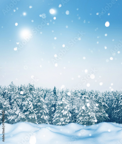 Winter Christmas background with falling fluffy snow. Forest in cold weather.