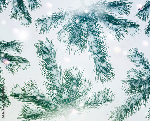 Christmas tree branch with snow. Winter natural background. evergreen