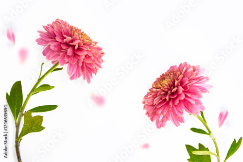 Two purple chrysanthemums with petals on a white background. floral frame.