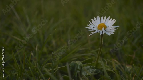 White chamomile daisies blooming closeup timelapse