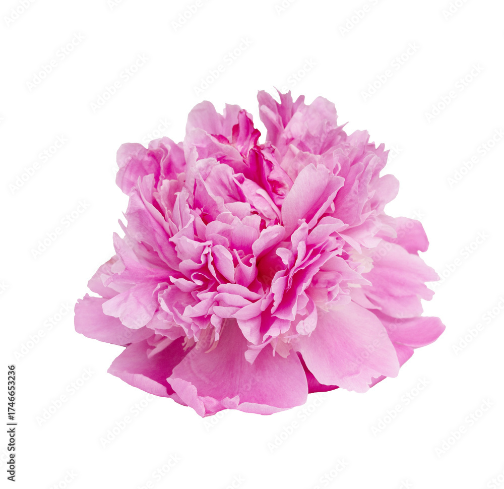Naklejka premium Pink peony spring flower isolated on transparent background. Close up design for Nature