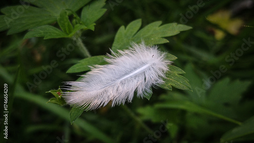 soft white feather lying on dark green grass leaf