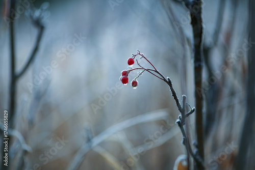 Frost