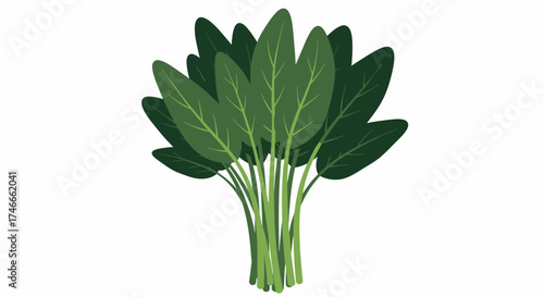 A vibrant green bunch of fresh spinach leaves with visible veins, ready for cooking and healthy meals.