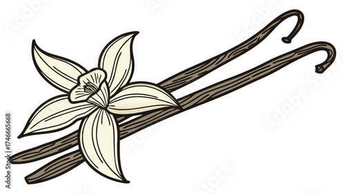 Illustration of a vanilla flower with petals and two vanilla beans on a white background design art
