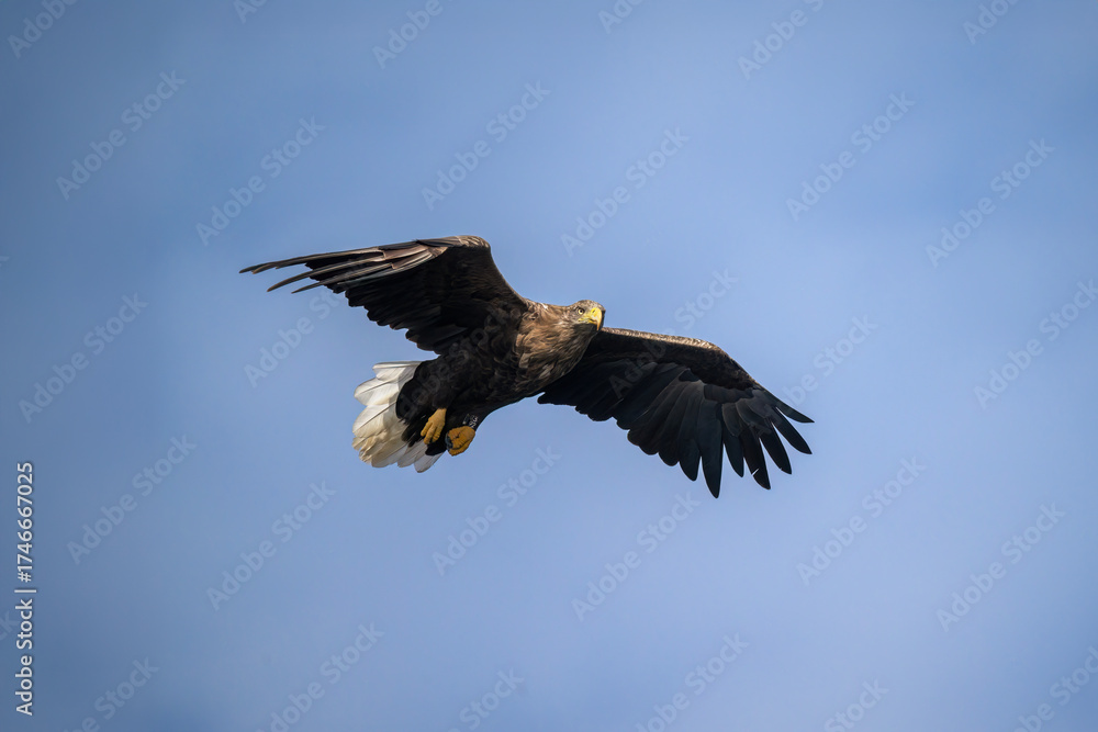Obraz premium White tailed eagle flying with the sky in the background, close up