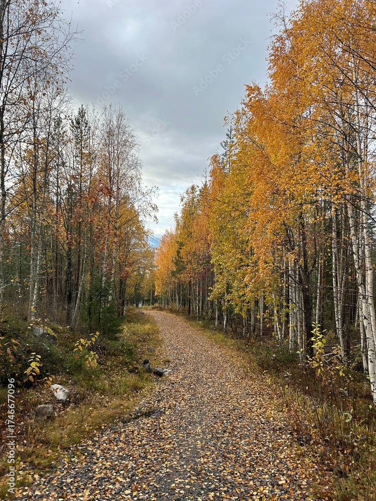 Obraz premium autumn in the forest