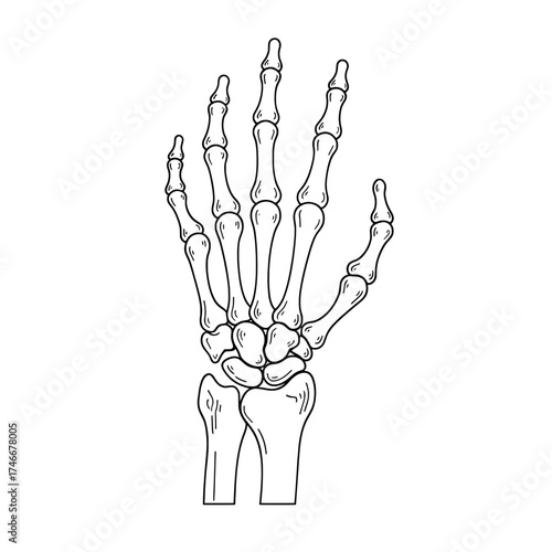 Skeleton hand. Simple line art illustration. Perfect for Halloween decorations, digital medical design and spooky parties.