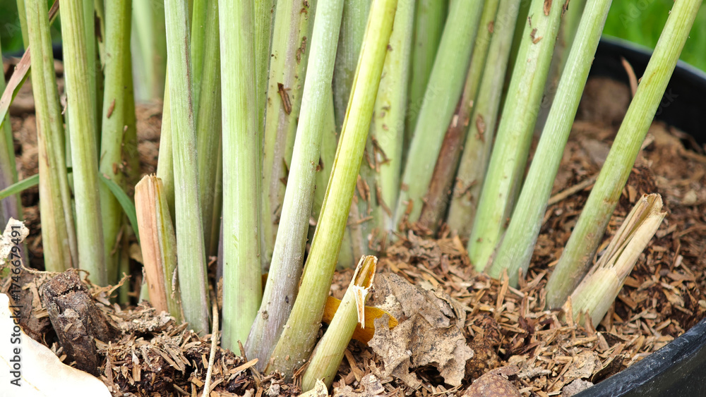 Fototapeta premium Lemongrass planted in a pot