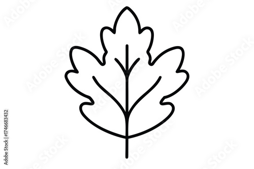 oak leaf vector line art flower silhouette